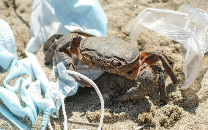 The Truth About The Environmental Toll Of Disposable Face Masks